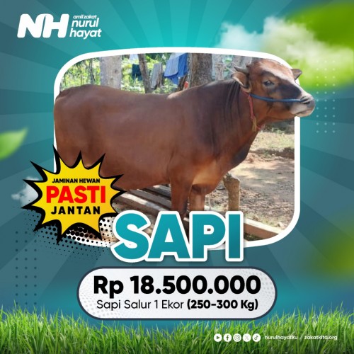 Sapi Salur 1 Ekor (250-300 Kg)
